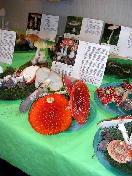 2008 10 Expo Bergerie Rambouillet 57